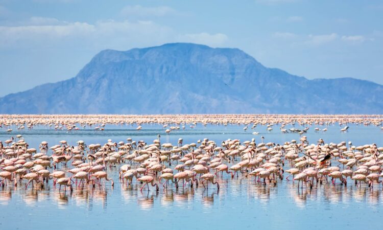 Lake Natron Tour Operators