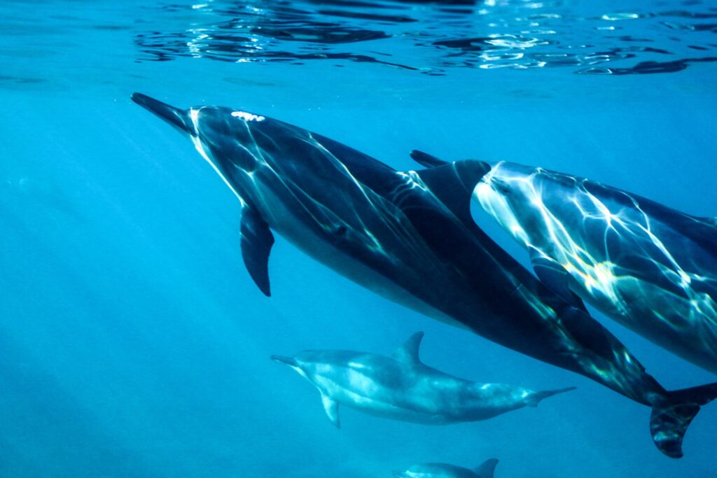 Kizimkazi Dolphin Tour