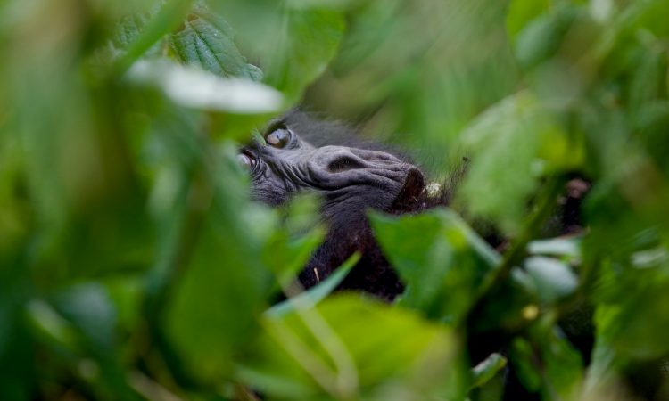 7-Day Rwanda Gorilla Trekking & Masai Mara Wildlife Safari