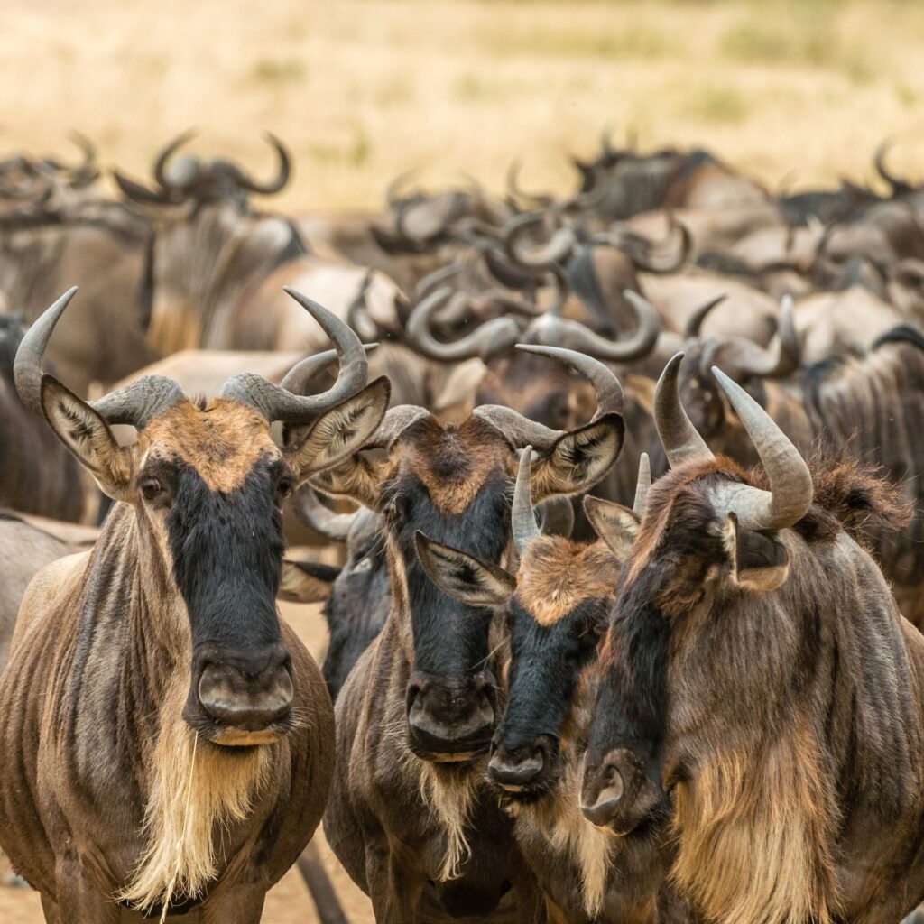 Experience the Annual Great Wildebeest Migration 3 About Wildebeests