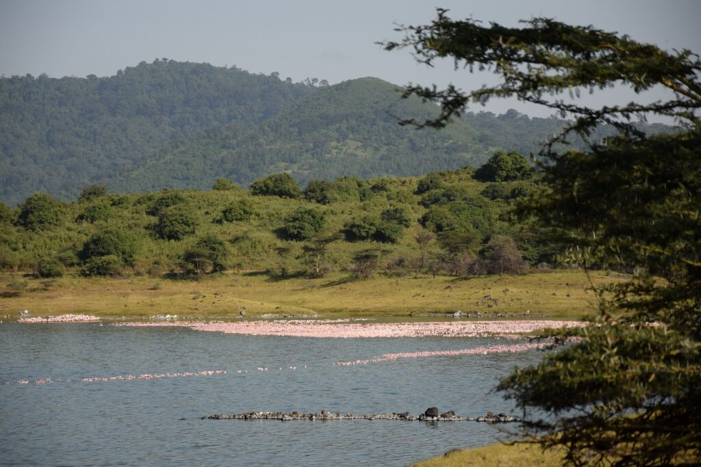 Birding at Momella Lakes