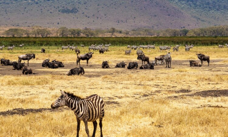Essential Ngorongoro Conservation Area Visitor Guidelines and Regulations