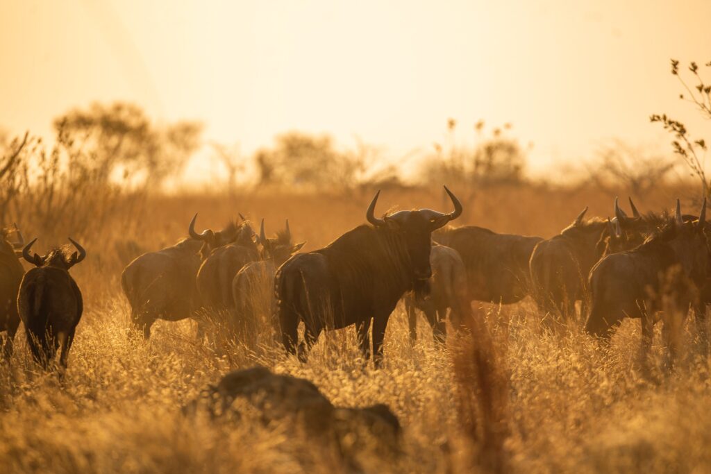 Experience the Annual Great Wildebeest Migration 7 Experience the Annual Great Wildebeest Migration