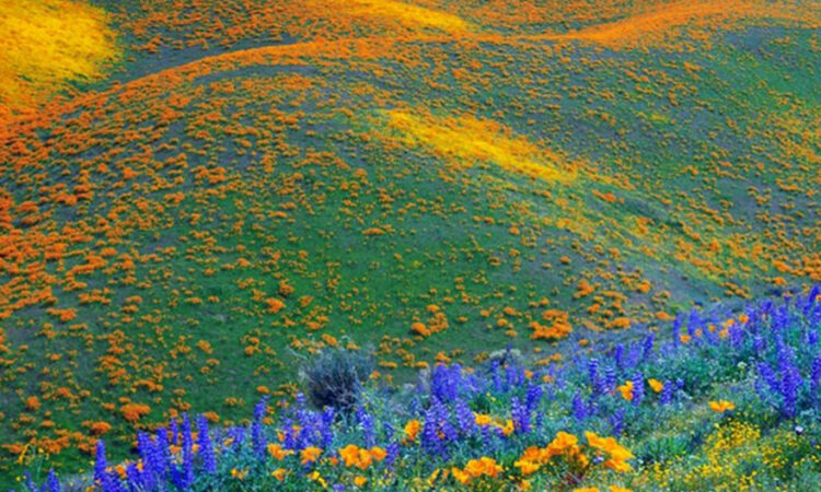 Kitulo National Park