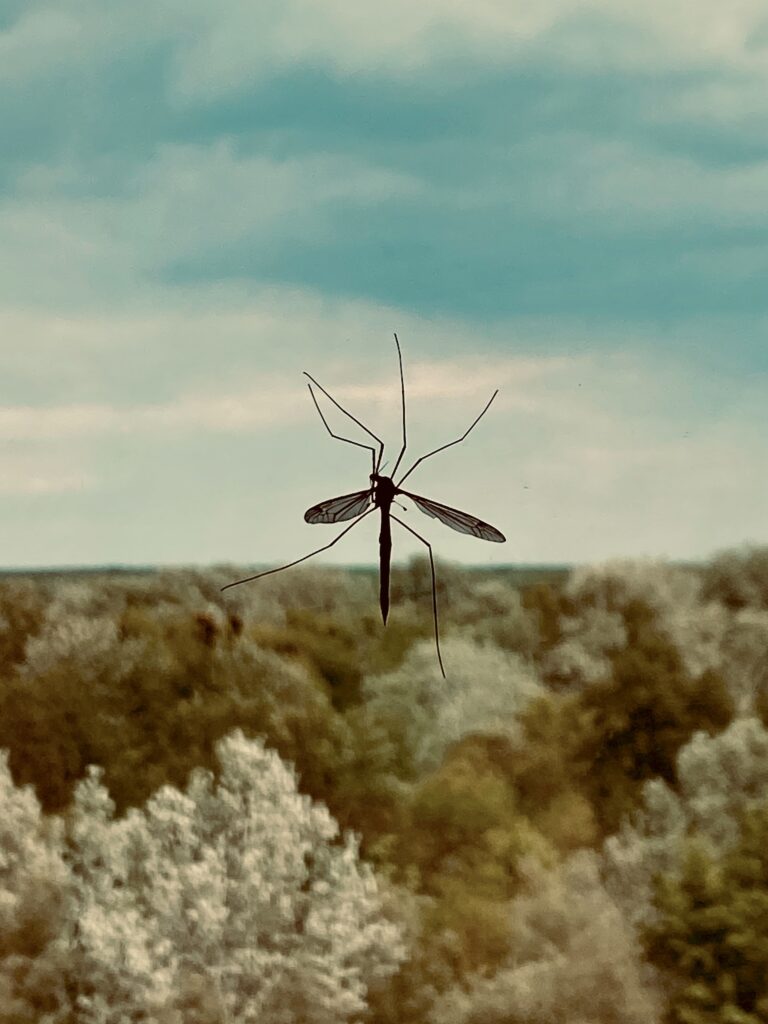 Malaria in Tanzania