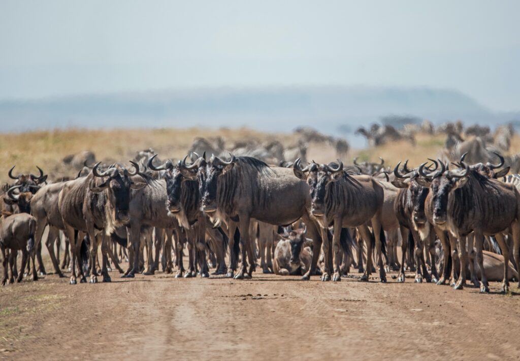 Experience the Annual Great Wildebeest Migration 2 Mara Triangle Kenya