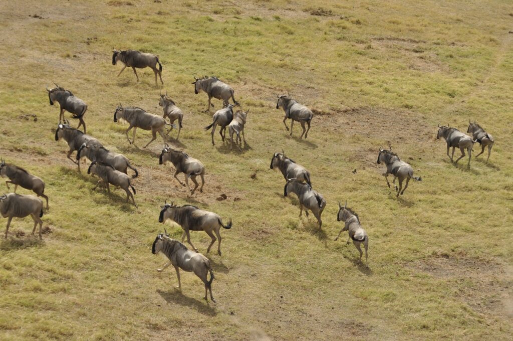Experience the Annual Great Wildebeest Migration 9 Migration Facts