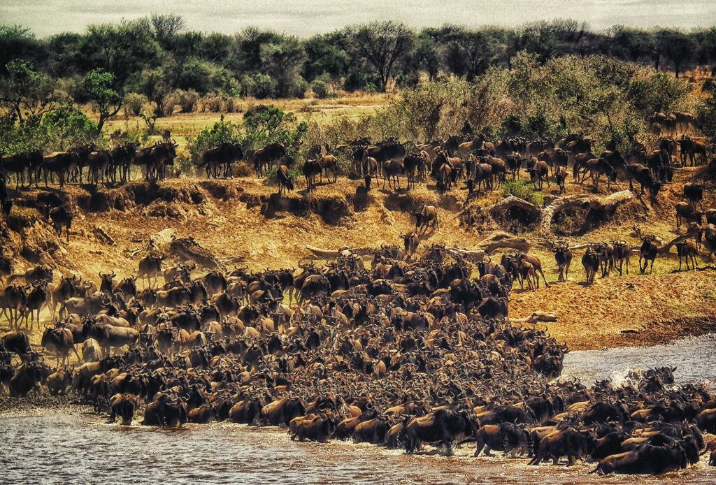 Experience the Annual Great Wildebeest Migration 6 Migration Routes
