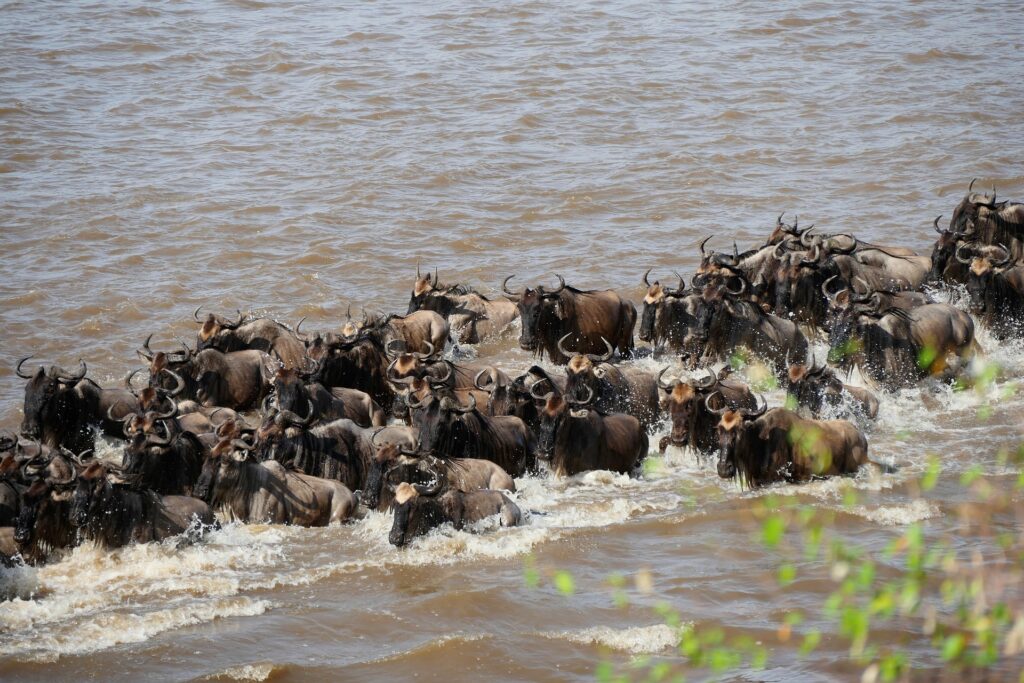 Experience the Annual Great Wildebeest Migration 8 Migration Seasons