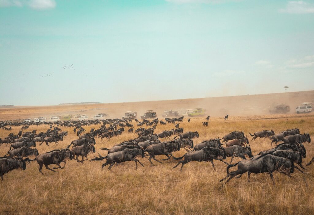 Experience the Annual Great Wildebeest Migration 4 Migration in Kenya - Masai Mara