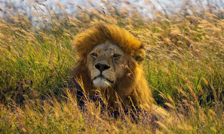Serengeti National Park Entry Fees - A Comprehensive Guide