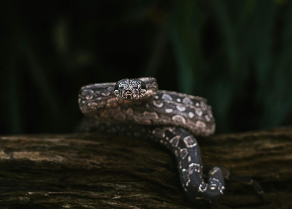 Snakes on Mount Kilimanjaro - Presence, Species & Safety for Hikers