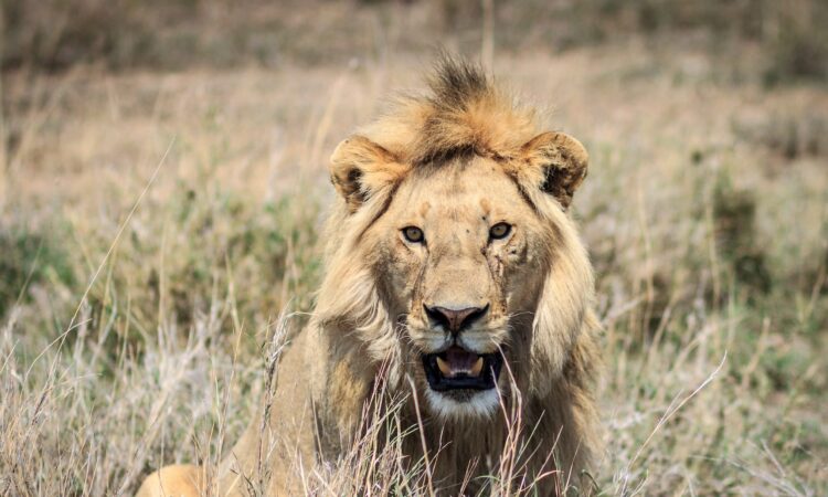 The Big Five of Tanzania - Majestic Wildlife Up Close