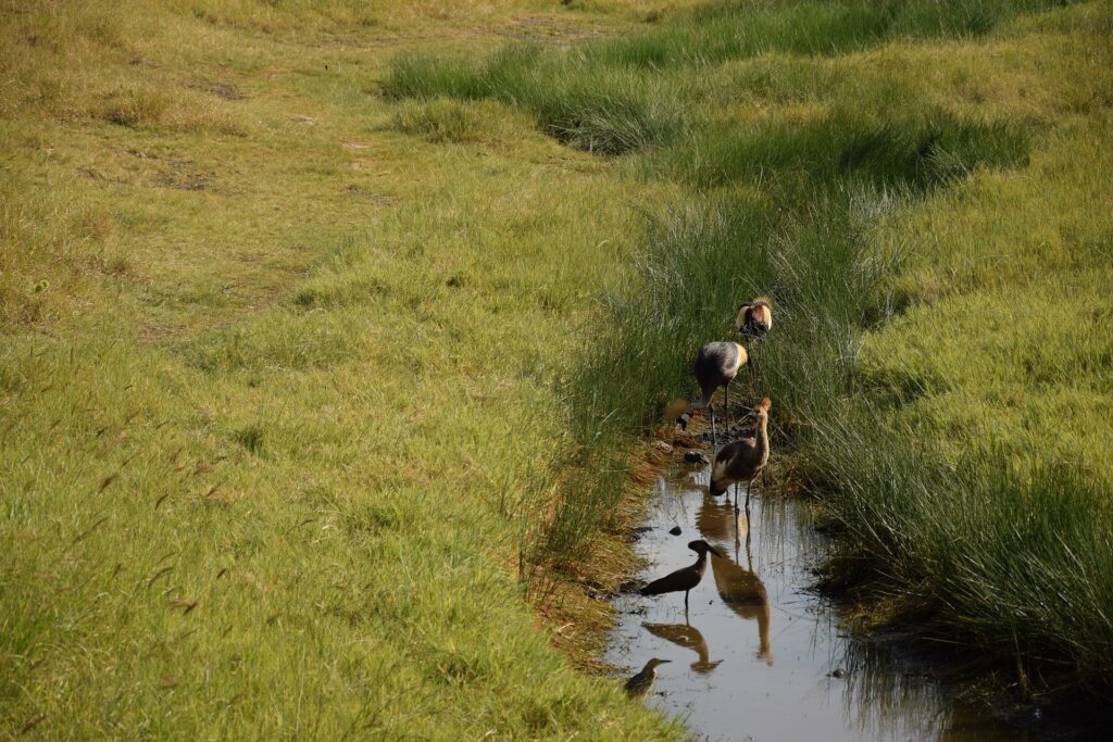 Experience the Annual Great Wildebeest Migration 11 The Mara Grumeti River