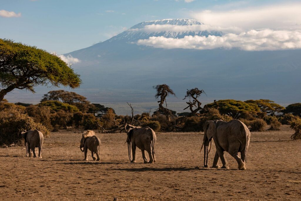 Wildlife of Mount Kilimanjaro - A Diverse Ecosystem