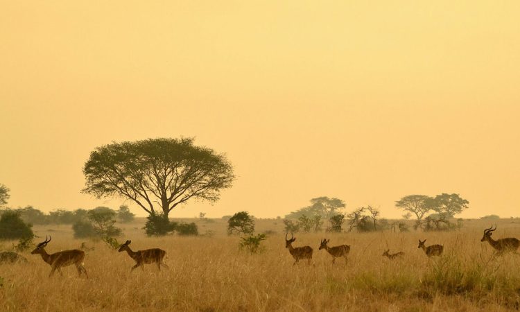 21-Day East African Safari - Uganda, Rwanda, and Kenya Adventure