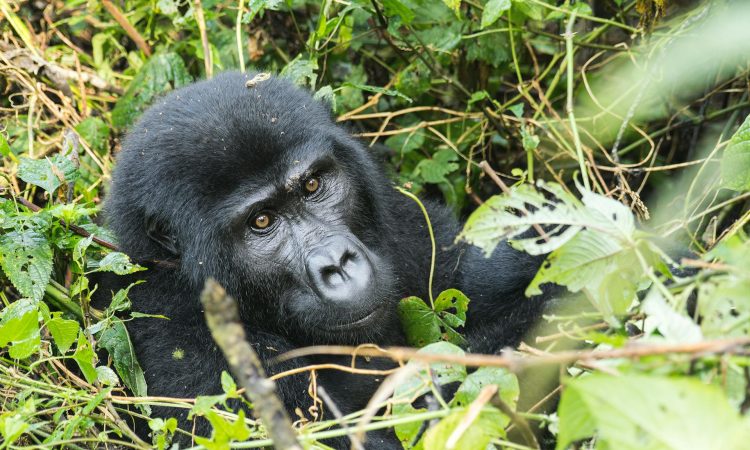 6-Day Bwindi Gorillas & Masai Mara Safari