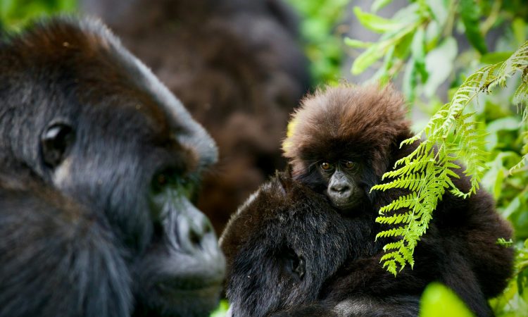 9-Day Rwanda Gorillas, Nakuru, Serengeti & Ngorongoro Safari