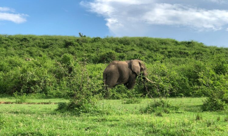Explore South Sudan's National Parks - Wildlife, Landscapes & Conservation