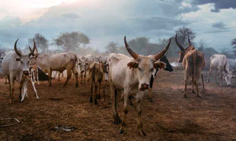 Exploring the 64 Tribes of South Sudan - A Tapestry of Cultures & Languages