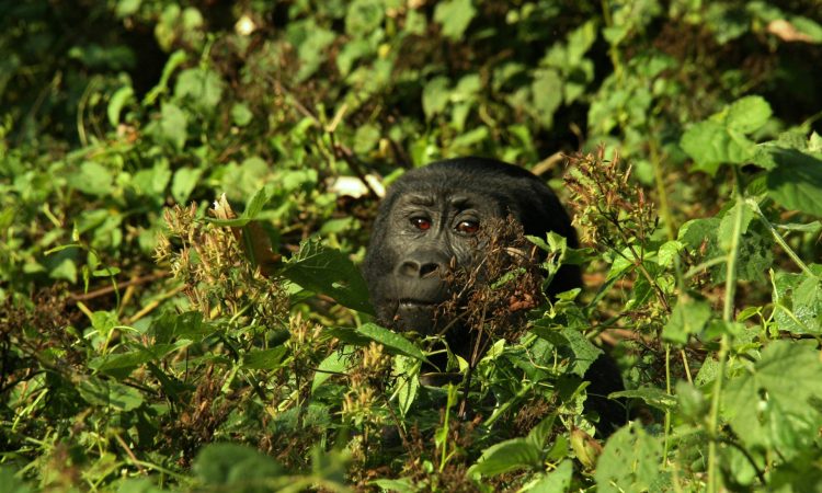 Budget Gorilla Trekking