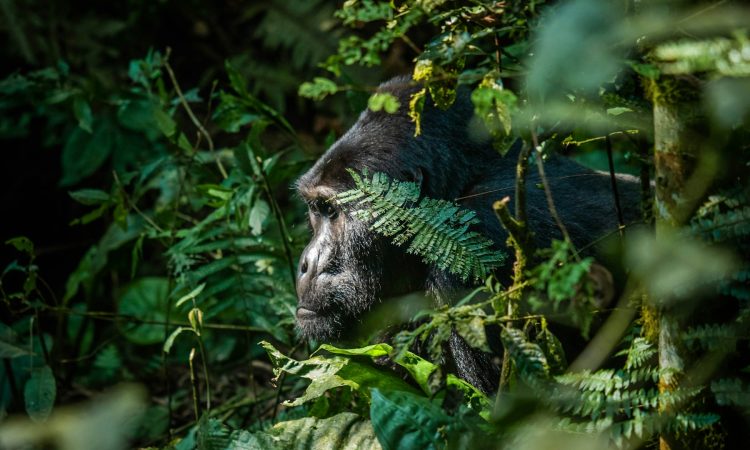 Congo Gorilla Trekking