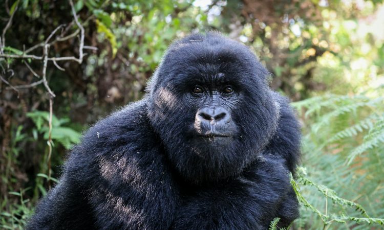 Luxury Gorilla Trekking