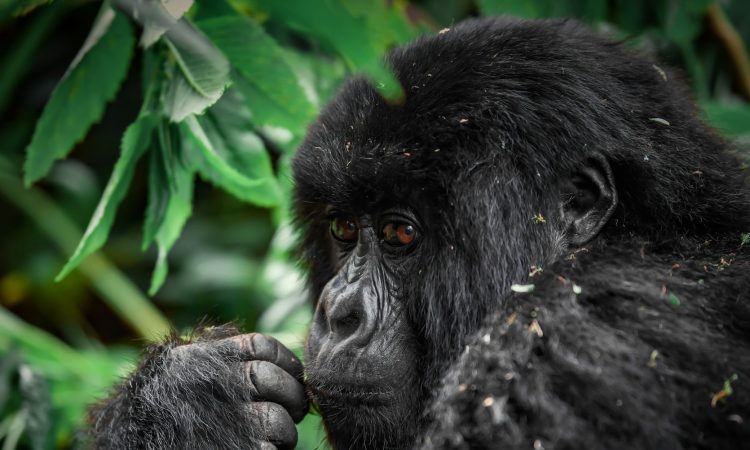 Rwanda Gorilla Trekking