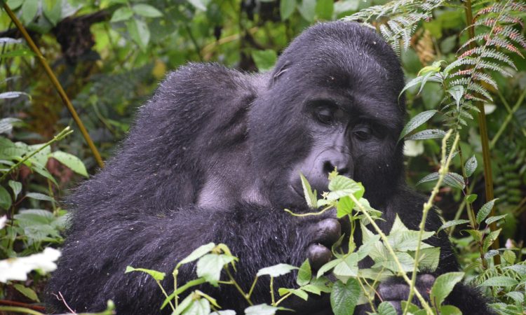 Uganda Gorilla Trekking